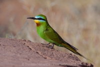 Včelárik modrolíci - Merops persicus - Blue-cheeked Bee-eater