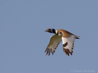 Drop malý - Little Bustard