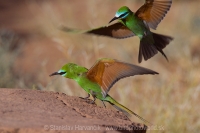 Včelárik modrolíci - Merops persicus - Blue-cheeked Bee-eater