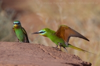 Včelárik modrolíci - Merops persicus - Blue-cheeked Bee-eater