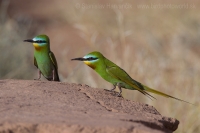 Včelárik modrolíci - Merops persicus - Blue-cheeked Bee-eater