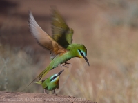 Včelárik modrolíci - Merops persicus - Blue-cheeked Bee-eater