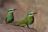 Včelárik modrolíci - Merops persicus - Blue-cheeked Bee-eater