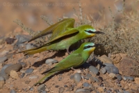 Včelárik modrolíci - Merops persicus - Blue-cheeked Bee-eater