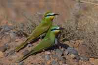 Včelárik modrolíci - Merops persicus - Blue-cheeked Bee-eater