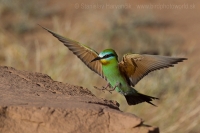 Včelárik modrolíci - Merops persicus - Blue-cheeked Bee-eater