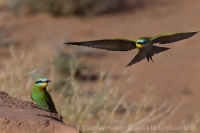 Včelárik modrolíci - Merops persicus - Blue-cheeked Bee-eater