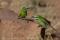 Včelárik modrolíci - Merops persicus - Blue-cheeked Bee-eater