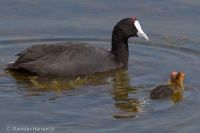 Lyska hrebenatá - Fulica cristata - Red-knobbed Coot