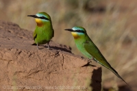 Včelárik modrolíci - Merops persicus - Blue-cheeked Bee-eater