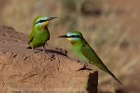 Včelárik modrolíci - Merops persicus - Blue-cheeked Bee-eater