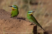 Včelárik modrolíci - Merops persicus - Blue-cheeked Bee-eater