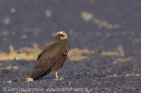 Kaňa močiarna - Circus aeruginosus - Western Marsh Harrier