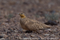 Stepiar plavobruchý - Pterocles senegallus - Spotted sangrouse