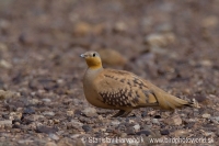 Stepiar plavobruchý - Pterocles senegallus - Spotted sangrouse