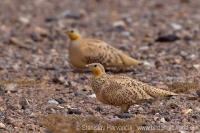 Stepiar plavobruchý - Pterocles senegallus - Spotted sangrouse