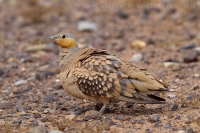 Stepiar plavobruchý - Pterocles senegallus - Spotted sangrouse