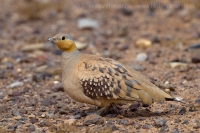 Stepiar plavobruchý - Pterocles senegallus - Spotted sangrouse