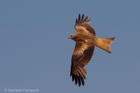 Haja červená - Red Kite