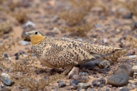 Stepiar plavobruchý - Pterocles senegallus - Spotted sangrouse