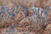 Uškárik bielohrdlý - Eremophila bilopha - Temminck´s Lark