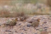 Stepiar bielobruchý - Pterocles alchata -. Pin-tailed Sangrouse