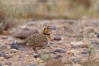 Stepiar bielobruchý - Pterocles alchata -. Pin-tailed Sangrouse
