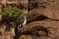 Orol jastrabovitý - Aquila fasciata - Bonelli´s Eagle