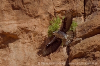 Orol jastrabovitý - Aquila fasciata - Bonelli´s Eagle