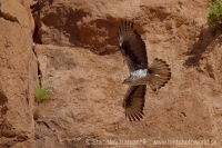 Orol jastrabovitý - Aquila fasciata - Bonelli´s Eagle