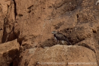 Orol jastrabovitý - Aquila fasciata - Bonelli´s Eagle