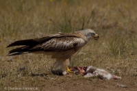 Haja červená - Red Kite