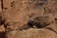 Orol jastrabovitý - Aquila fasciata - Bonelli´s Eagle