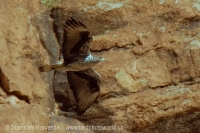 Orol jastrabovitý - Aquila fasciata - Bonelli´s Eagle