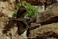 Orol jastrabovitý - Aquila fasciata - Bonelli´s Eagle