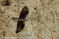 Orol jastrabovitý - Aquila fasciata - Bonelli´s Eagle