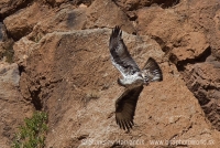 Orol jastrabovitý - Aquila fasciata - Bonelli´s Eagle