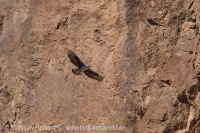 Orol jastrabovitý - Aquila fasciata - Bonelli´s Eagle