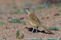 Timáliovec plavý - Turdoides fulva - Fulvous Babbler