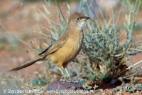 Timáliovec plavý - Turdoides fulva - Fulvous Babbler