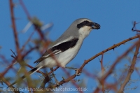 Strakoš veľký púštny - Lanius excubitor elegans - Desert Grey Shrike