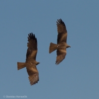 Haja tmavá - Black Kite