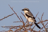 Strakoš veľký púštny - Lanius excubitor elegans - Desert Grey Shrike
