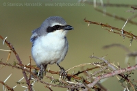 Strakoš veľký púštny - Lanius excubitor elegans - Desert Grey Shrike