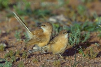 Timáliovec plavý - Turdoides fulva - Fulvous Babbler