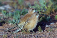 Timáliovec plavý - Turdoides fulva - Fulvous Babbler