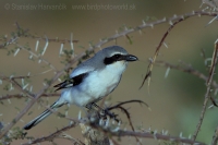 Strakoš veľký púštny - Lanius excubitor elegans - Desert Grey Shrike