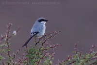 Strakoš veľký púštny - Lanius excubitor elegans - Desert Grey Shrike