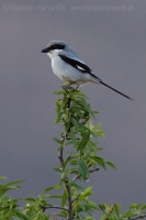 Strakoš veľký púštny - Lanius excubitor elegans - Desert Grey Shrike