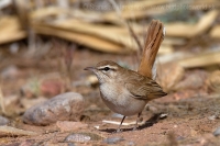 Žltorítka ryšavá - Cercotrichas galactotes - Rufous Bush Robin